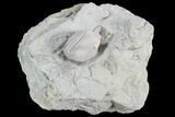 Blastoid (Pentremites) Fossil - Illinois #86458-1